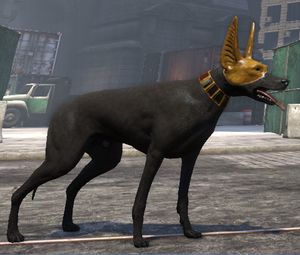 Obsidian-pharaoh-hound.jpg